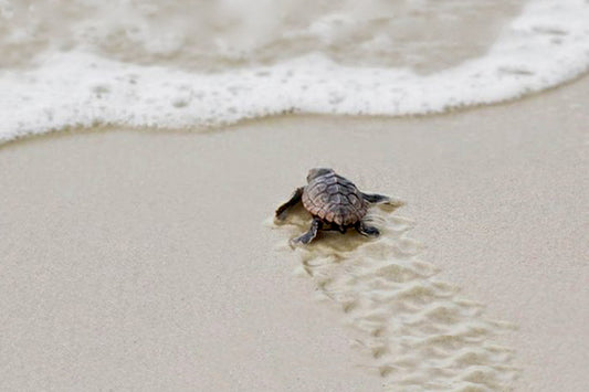 Experience Sea Turtles Nesting on Jekyll Island, GA